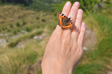 Small tortoiseshell butterfly clipart