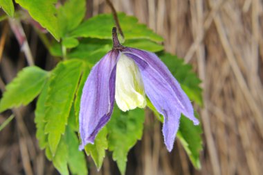 Alpine clematis clipart