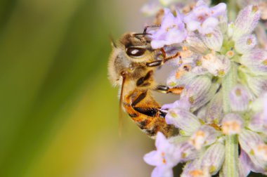 Bee feeding on a lavender flower clipart