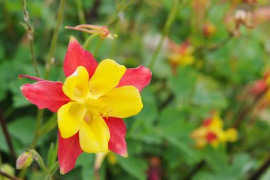 Kızıl Columbine