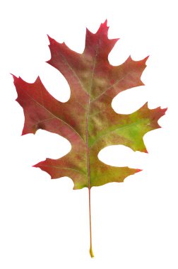 Leaf of scarlet oak clipart