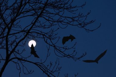 Three bats flying over the full moon clipart