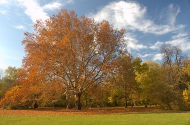 Sonbahar park Budapeşte # 2