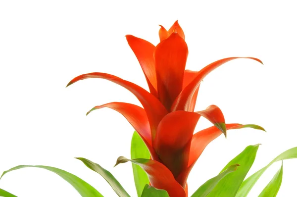 stock image Bromelia flower