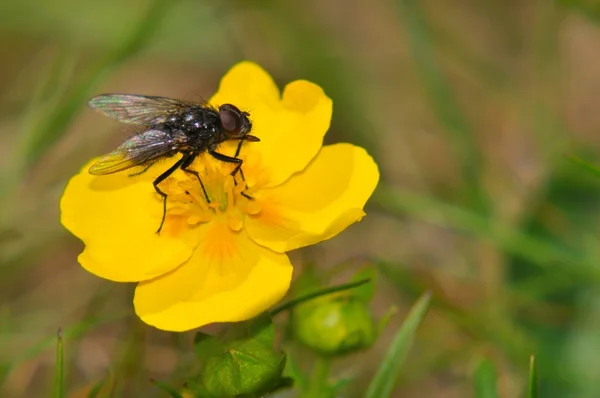 Weide buttercup met fly — Stockfoto
