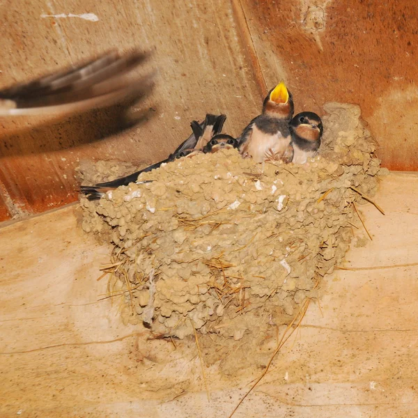 Jonge swallow bedelen voor eten — Stockfoto
