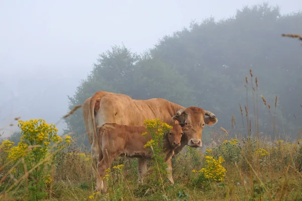 Vache et veau — Photo