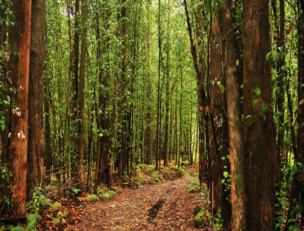 Eukaliptus drzew leśnych — Zdjęcie stockowe