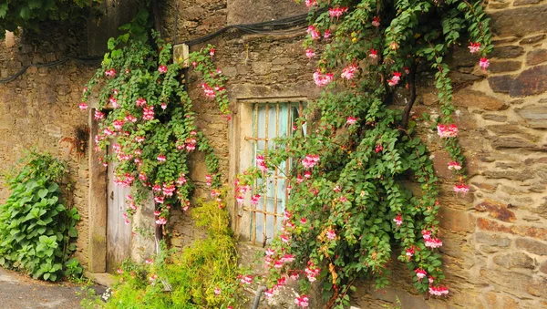 Παλιό σπίτι με λουλούδια του columbine — Φωτογραφία Αρχείου