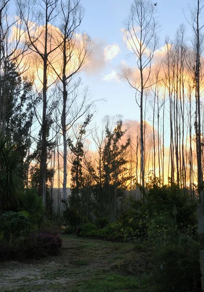 Az erdők hajnalban elérési útja — Stock Fotó