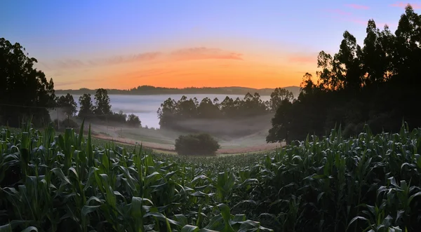 Campo de maíz al amanecer # 1 — Foto de Stock
