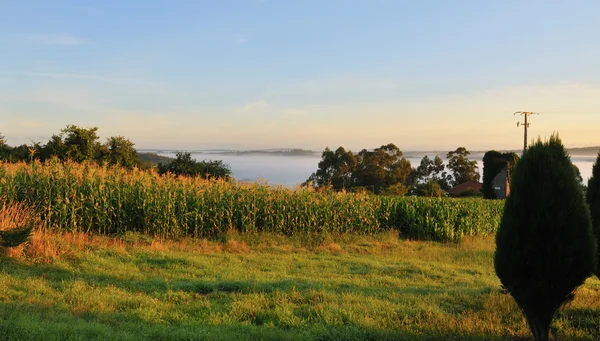 Campo di mais con nebbia dell'alba — Foto Stock