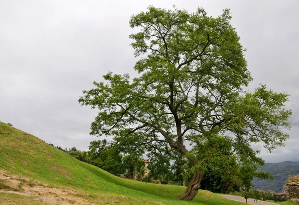 Drzewo na stronie wzgórza — Zdjęcie stockowe