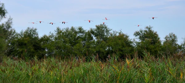 Lot różowe flamingi — Zdjęcie stockowe