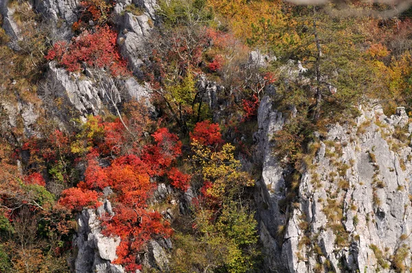 stock image Autumn colors