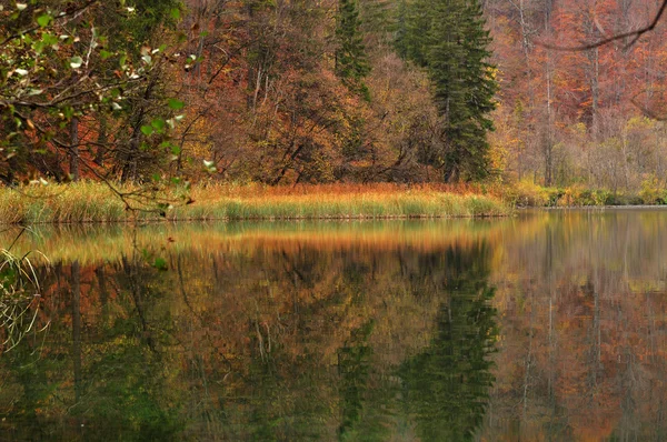 Forêt à feuilles caduques en automne — Photo