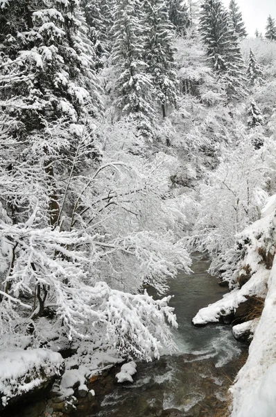 Floden och snö täckt träd — Stockfoto