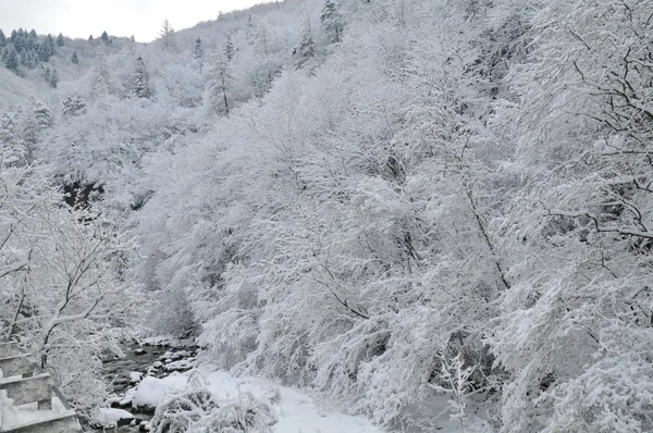 Kar kaplı ormanda — Stok fotoğraf