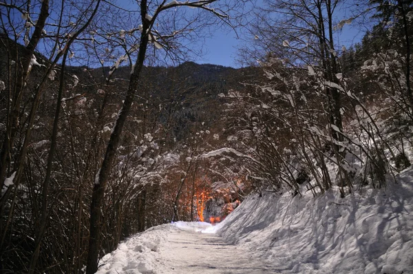 Pista en bosques de invierno — Foto de Stock