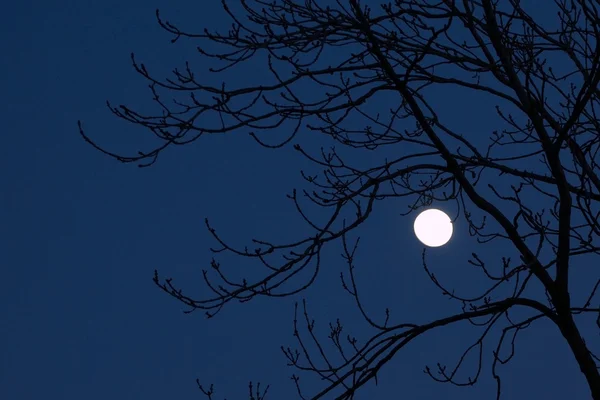 stock image Full moon shining through tree branches