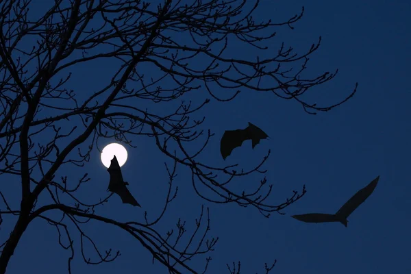 Tres murciélagos volando sobre la luna llena — Foto de Stock