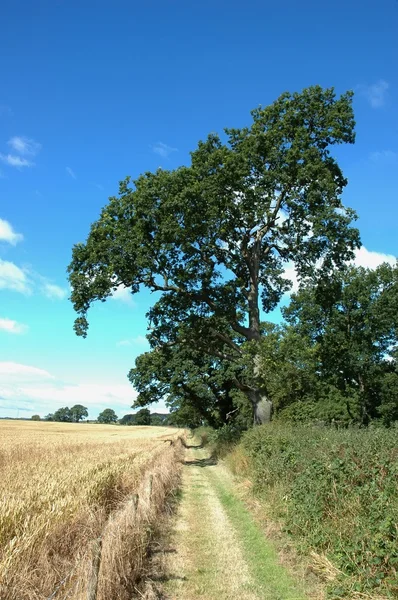 Tree in countryside — Stock Photo, Image