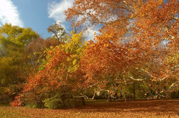 Herbstpark in budapest # 3 — Stockfoto