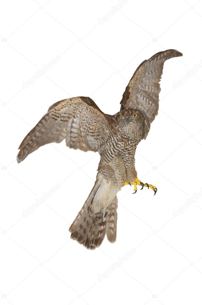 Stuffed hawk, probably sparrowhawk