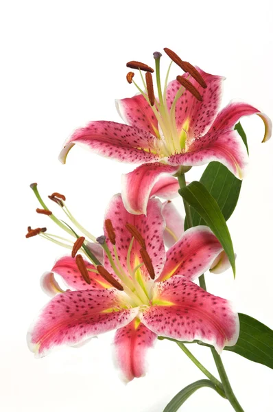 stock image Lily Flowers