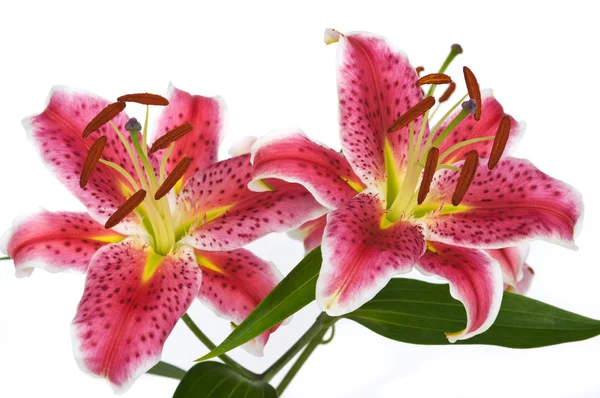 Liliom virágok — Stock Fotó