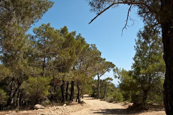 stock image Dirt Road and Trees