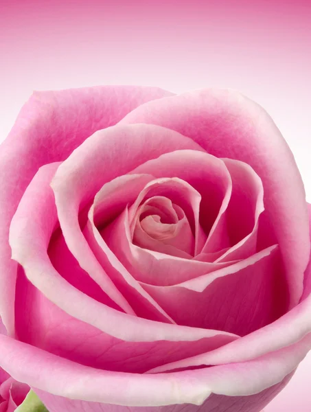 Rosa romántica —  Fotos de Stock
