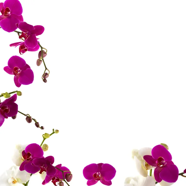 Orchid Border — Stock Photo, Image