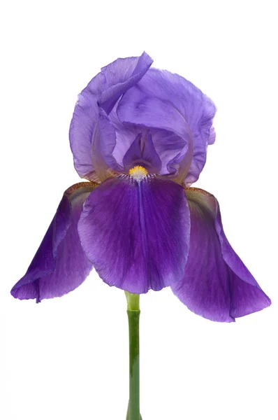 Irisblüte — Stockfoto