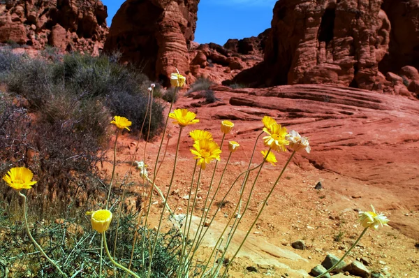 Цветы пустыни — стоковое фото