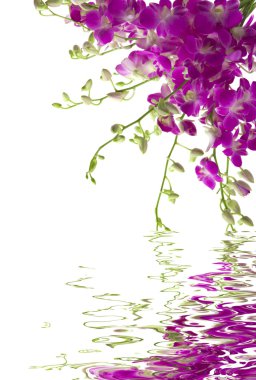 Orchids clipart