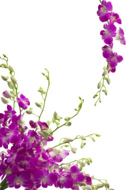 Orchids clipart