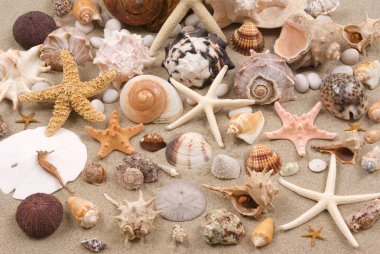 Seashell Background clipart