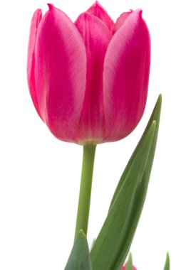 Tulip clipart