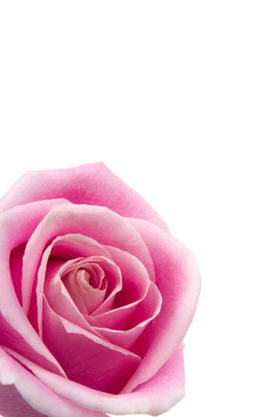Romantyczny róża — Zdjęcie stockowe