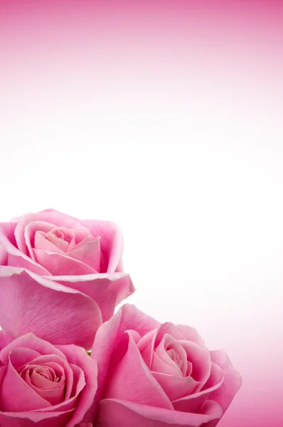 Romantické růže — Stock fotografie