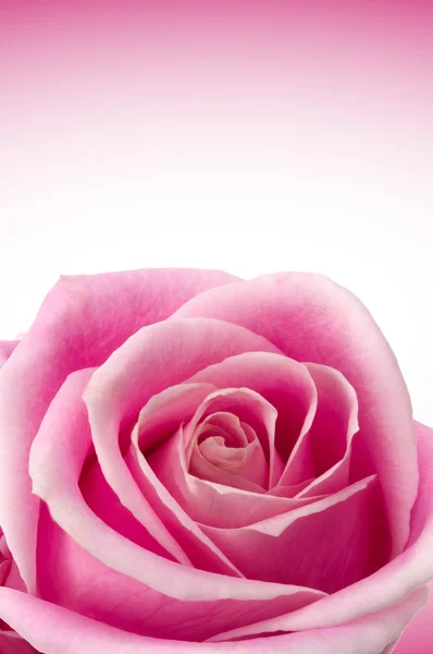 Rosas românticas — Fotografia de Stock