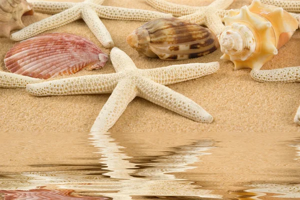 Cáscara marina —  Fotos de Stock