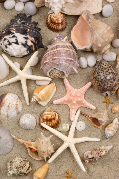 Seashell фону — стокове фото