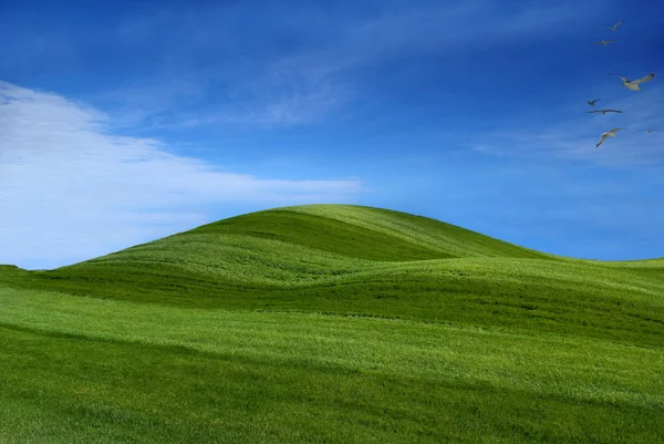 stock image Grass and Sky