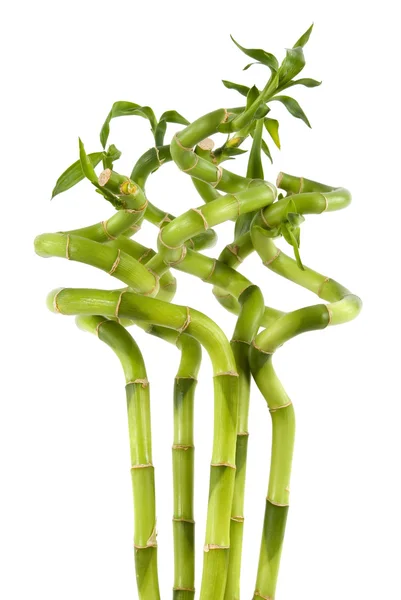 Plantas de bambu — Fotografia de Stock