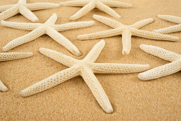 Морская звезда