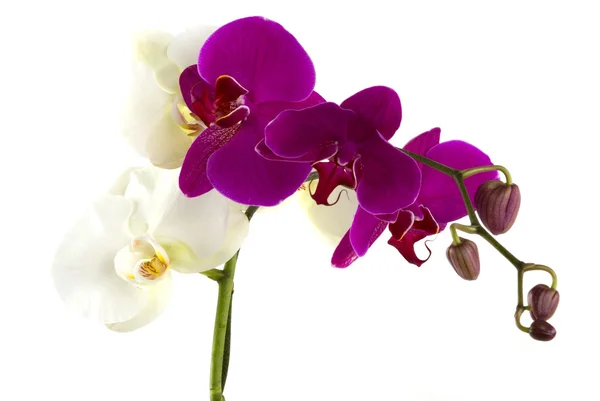 Свежие орхидеи — стоковое фото