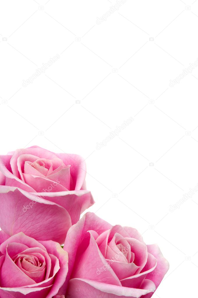 Flores fondo rosa fotos de stock, imágenes de Flores fondo rosa sin  royalties | Depositphotos