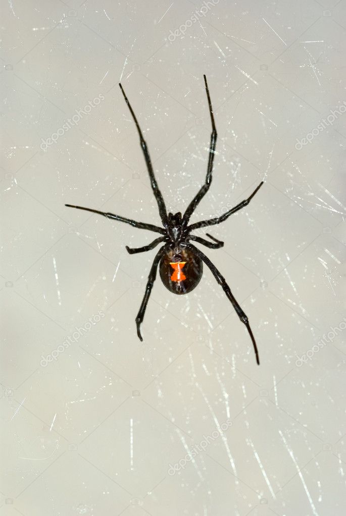 black widow spiders habitat